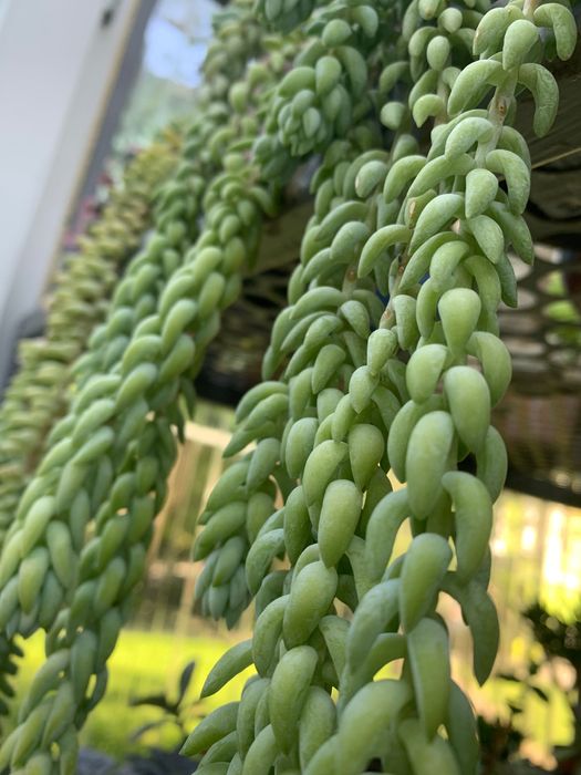 Сукуленти, кімнатні