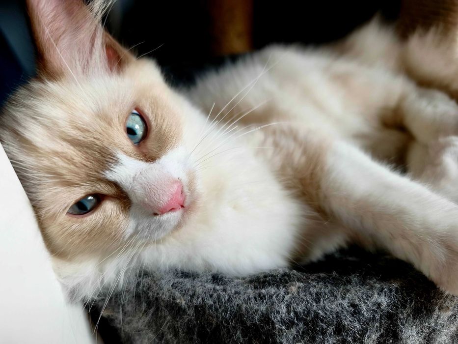 Unikalny Ragdoll mink / Cherubim czekoladowy bicolor