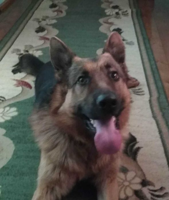 Перетримка тварин