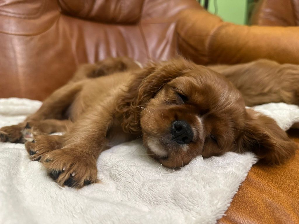 Cavalier King Charles Spaniel 

Z naszej domowej h