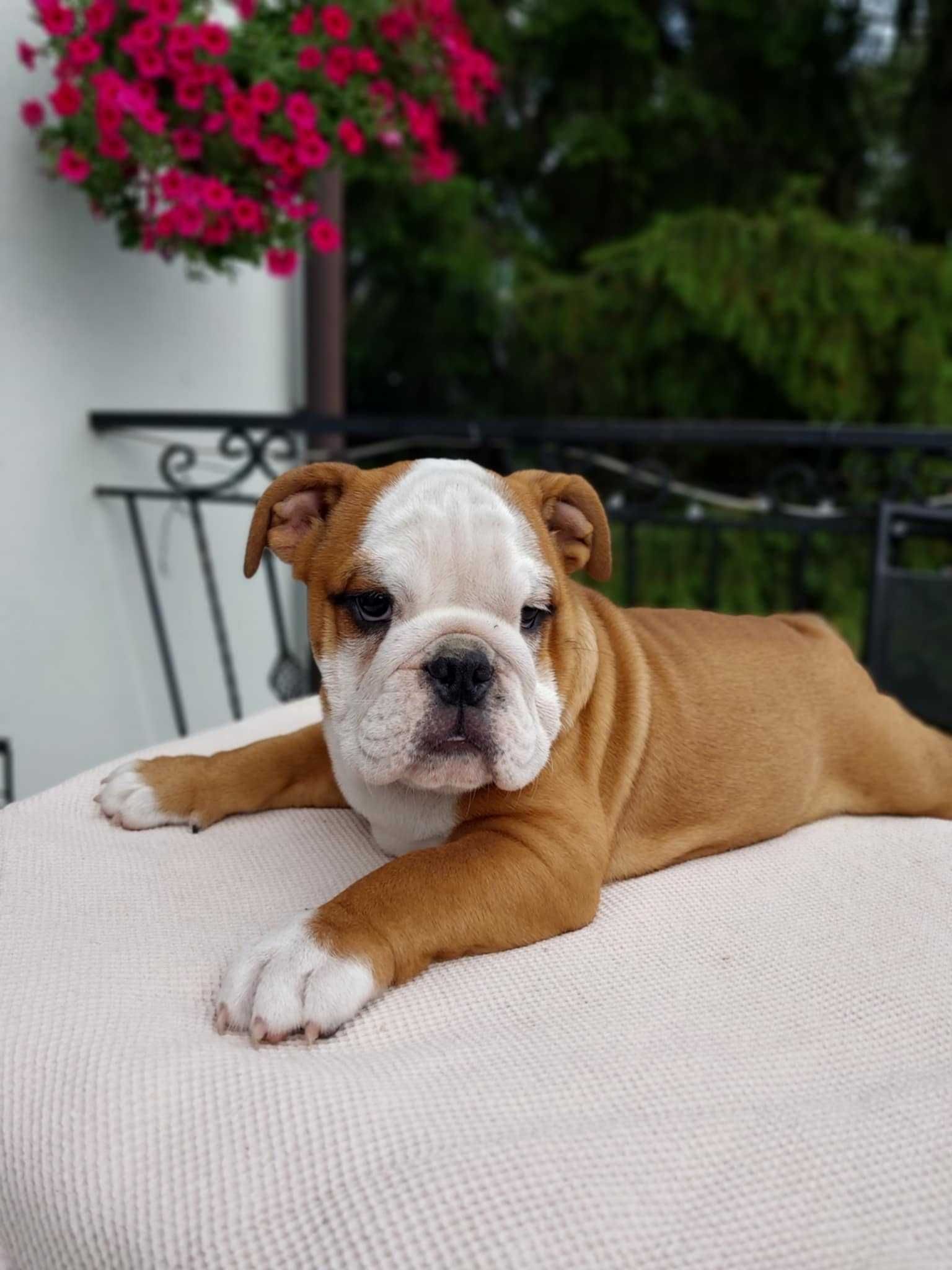 Suczka buldog angielski