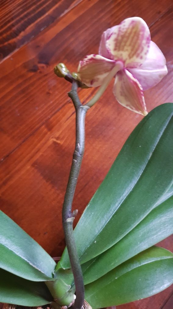 Продам орхідею квітучу метелик Ох Luna Rosa
