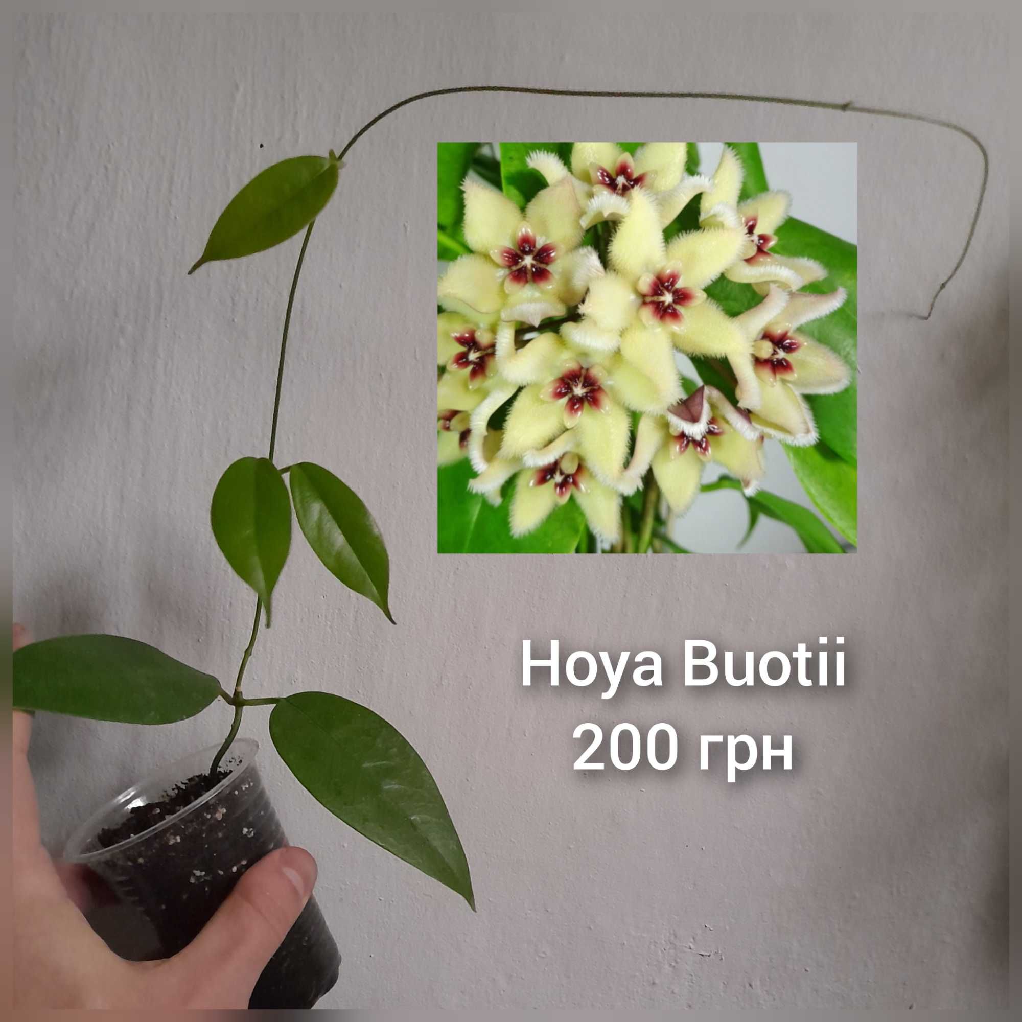 Хойя. Hoya Buotii.