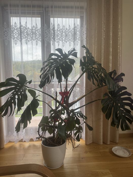 Monstera 1,5m na 1metr