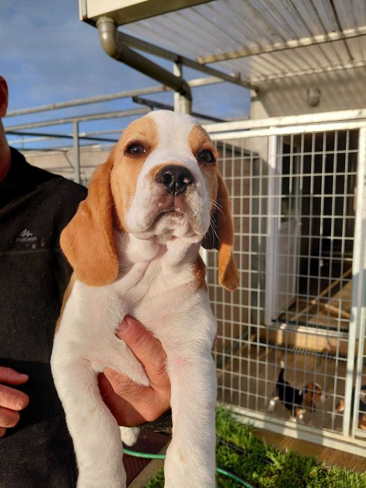 Beagle Bicolor bebé Top