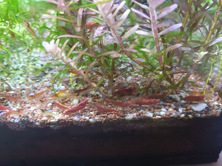 Camarões vermelhos e plantas