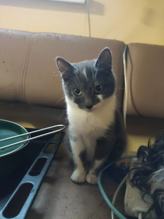 Кошеня шукає родину