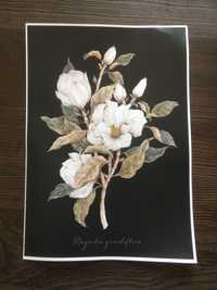 Plakat magnolia 30x42cm