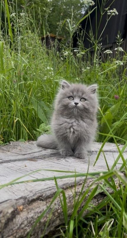 Котята британские с документами!