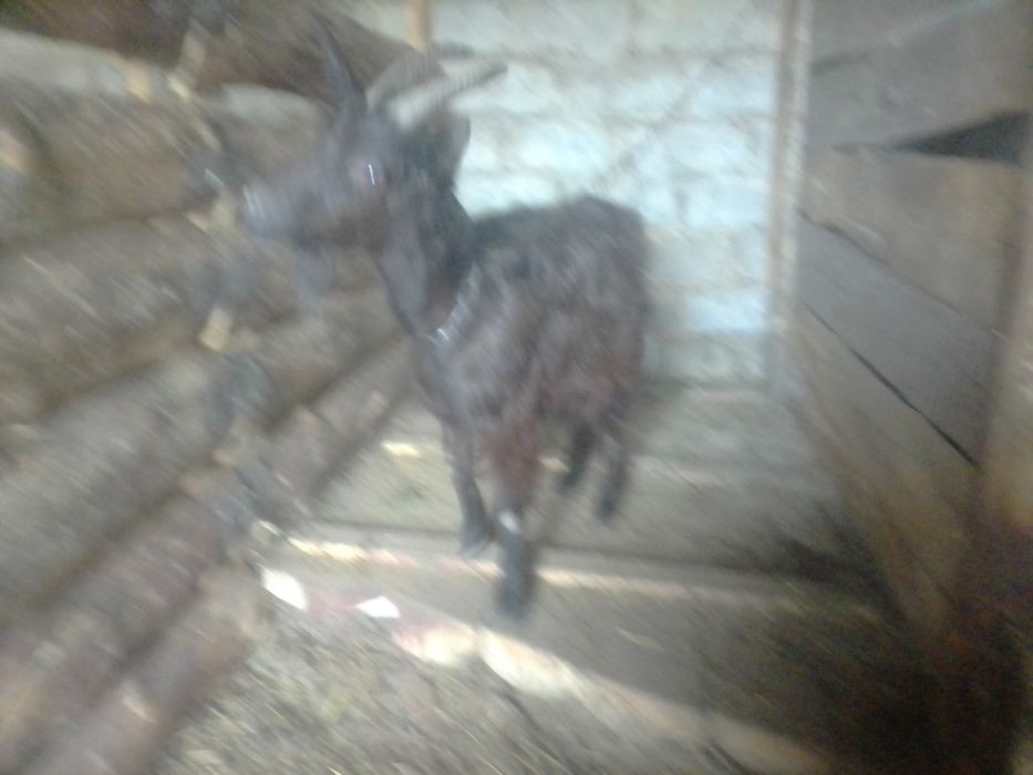 Коза поле первого окота