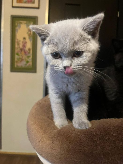 Liliowa brytyjska koteczka