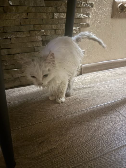 Хто шукає котика