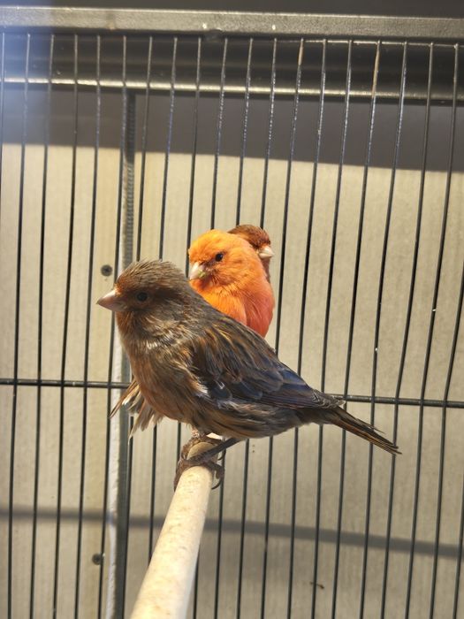 Kanarki z własnej hodowli. Samce