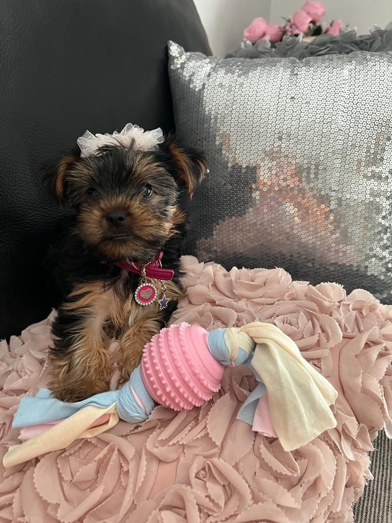 Yorkshire Terrier fêmea mini