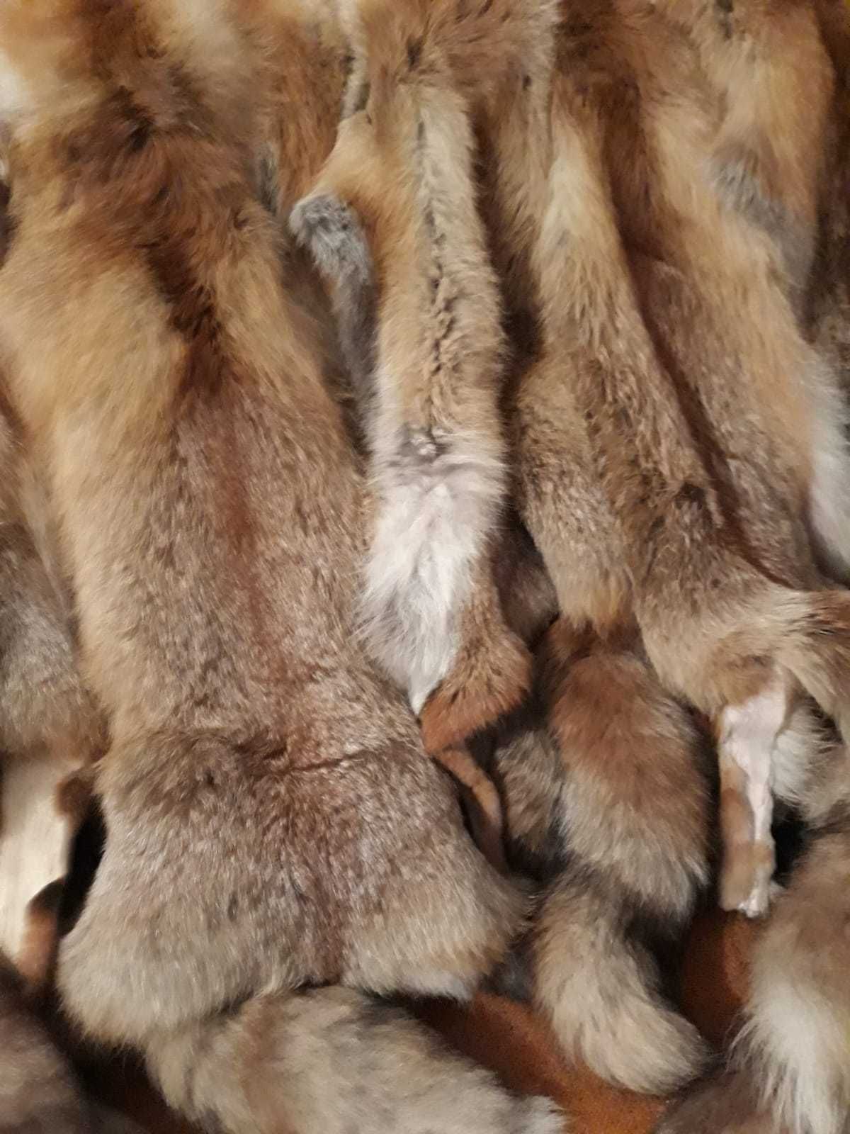 skóry z lisa rudego, naturalne, wyprawione.