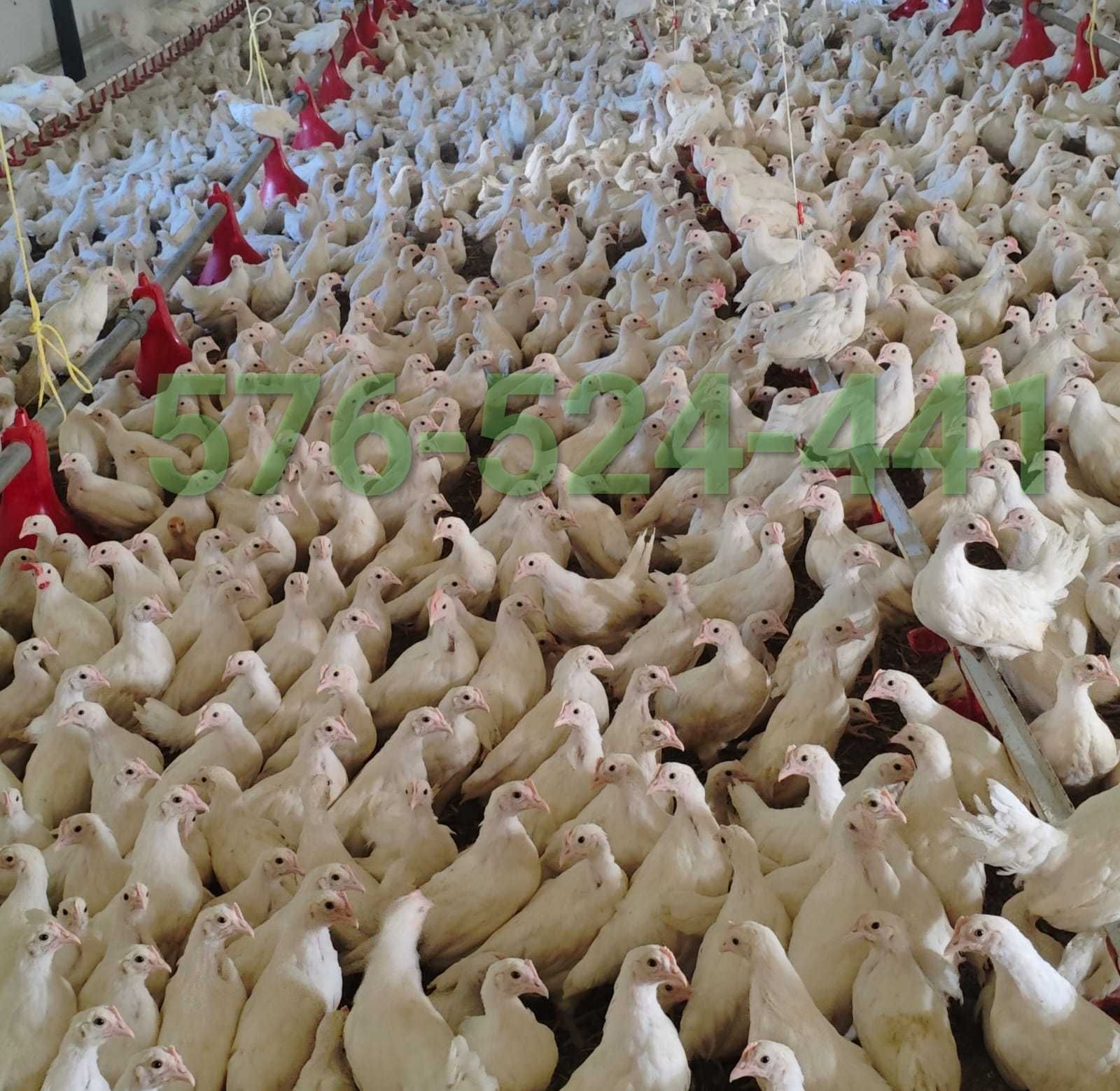 Kury Rosa Leghorn Dominant Lohman Greenshel