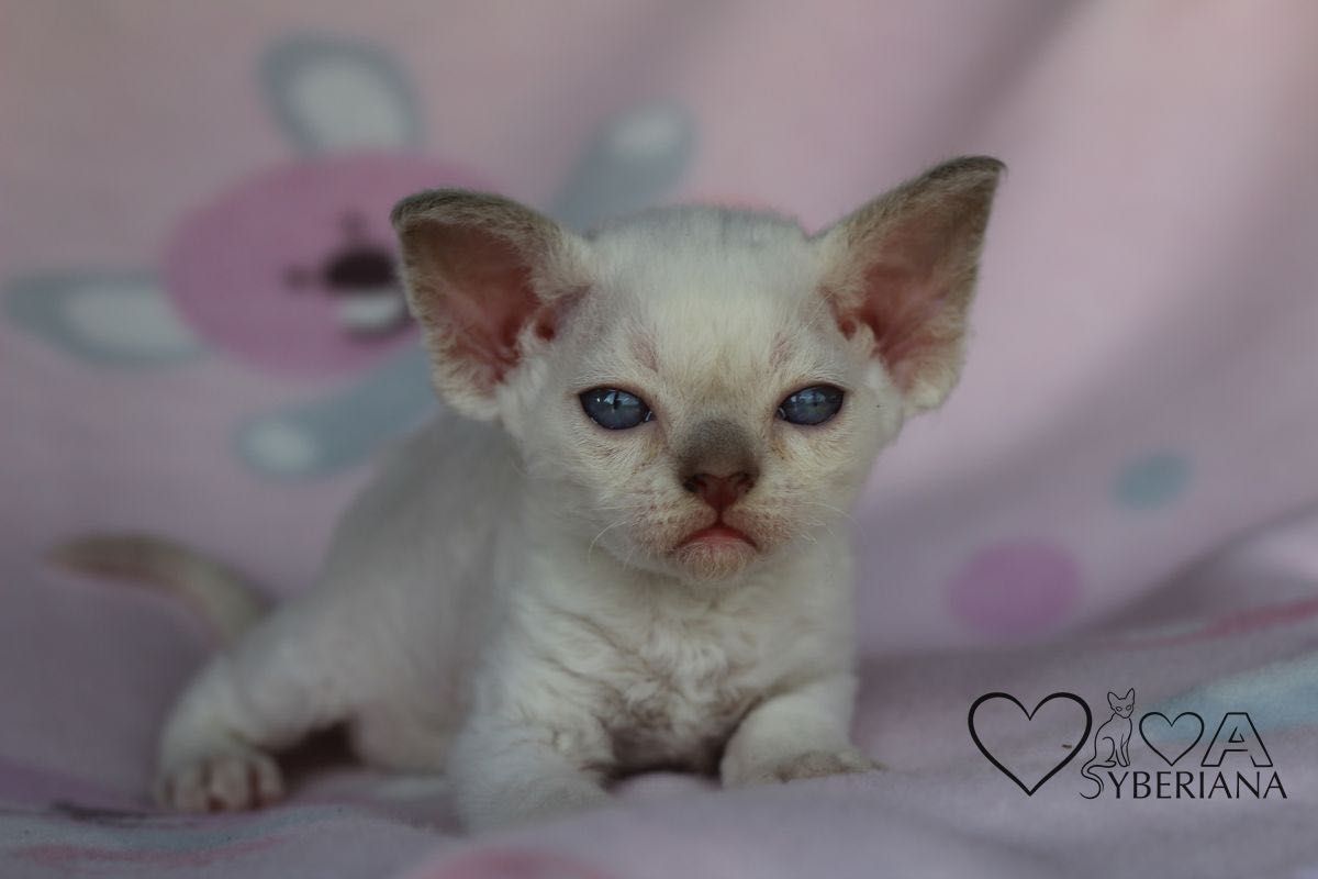 Kocurek niebieskooki Devon rex
