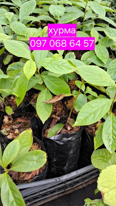 Хурма саджанці. Комплект 3 шт. Морозостійкі. Солодкі .