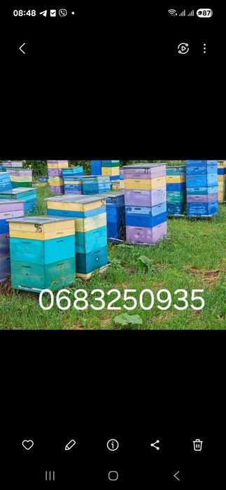 Продам пасека 100 вуликів