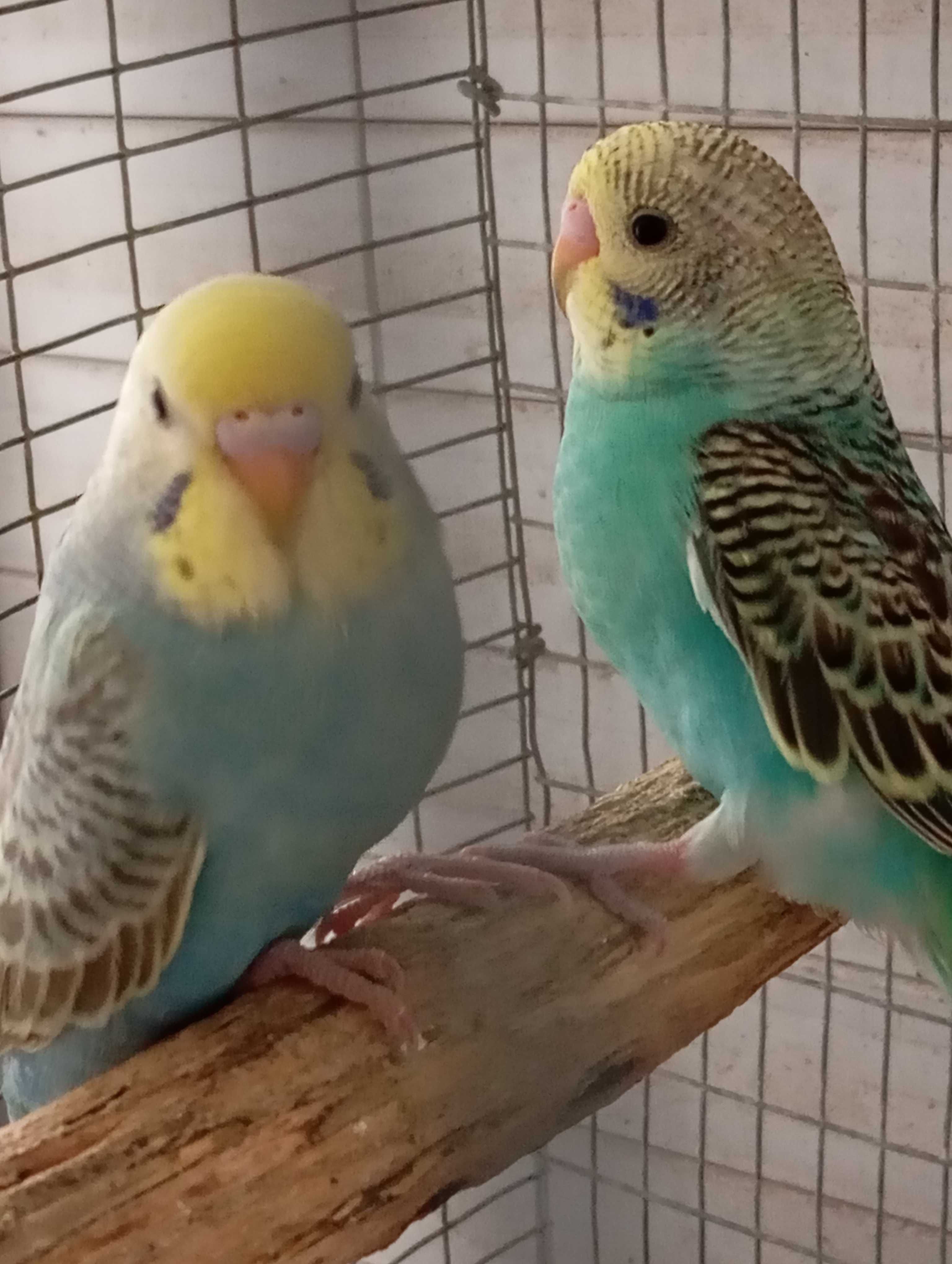 Piriquitos Australianos