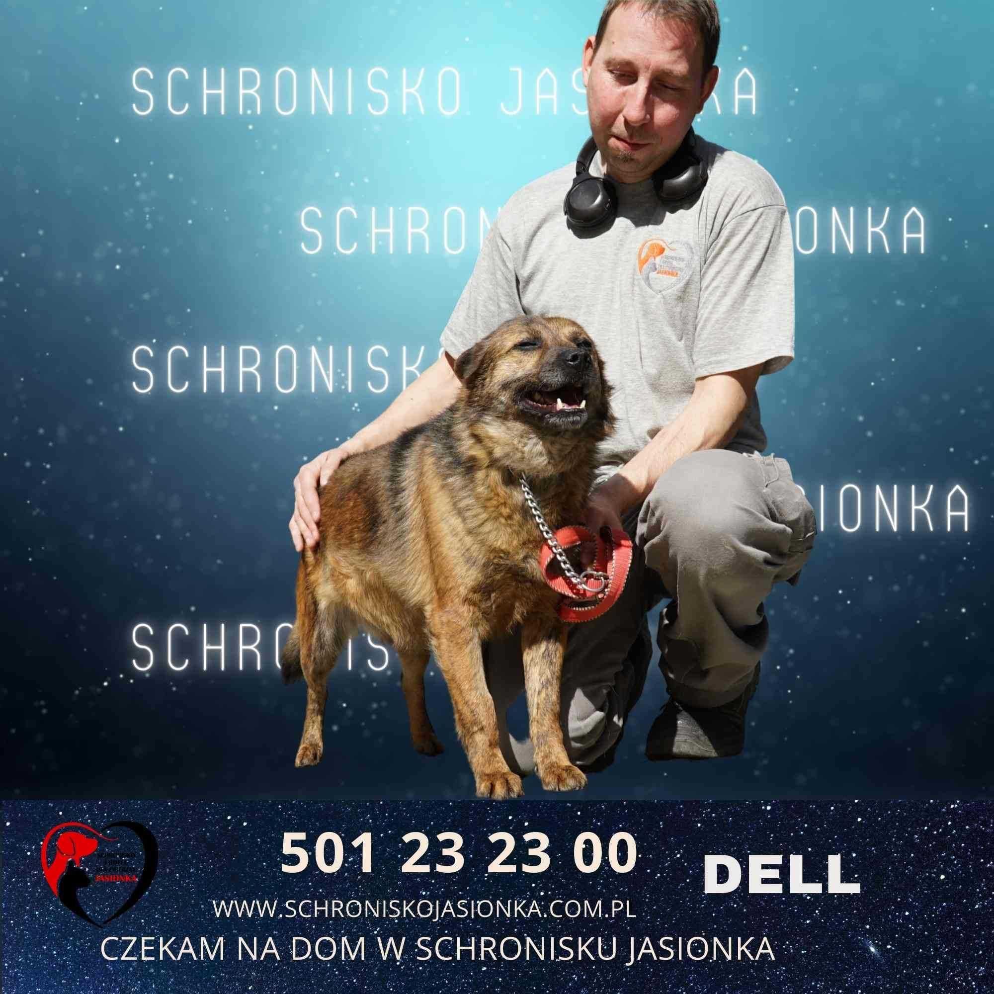 Dell- do adopcji Schronisko Jasionka