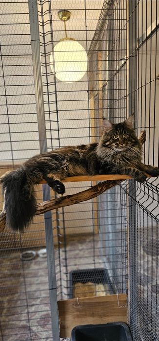 Maine coon Pręgowany