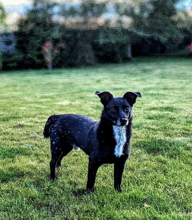 Chojrak - maluch czarny w białe kropki ! do pilnej adopcji !