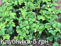 Саджанці полуниці "Королева Єлизавета" - цвіте тричі на рік. 5 грн/шт.