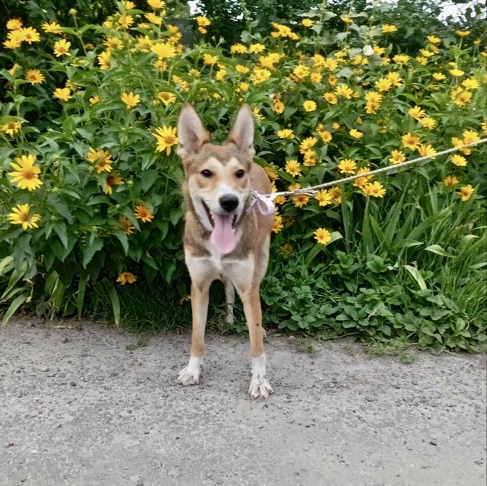Терміново! Потрібні домівки цим сестричкам!