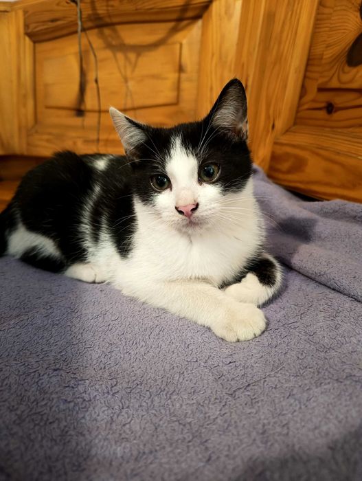 Trzy kotki do adopcji