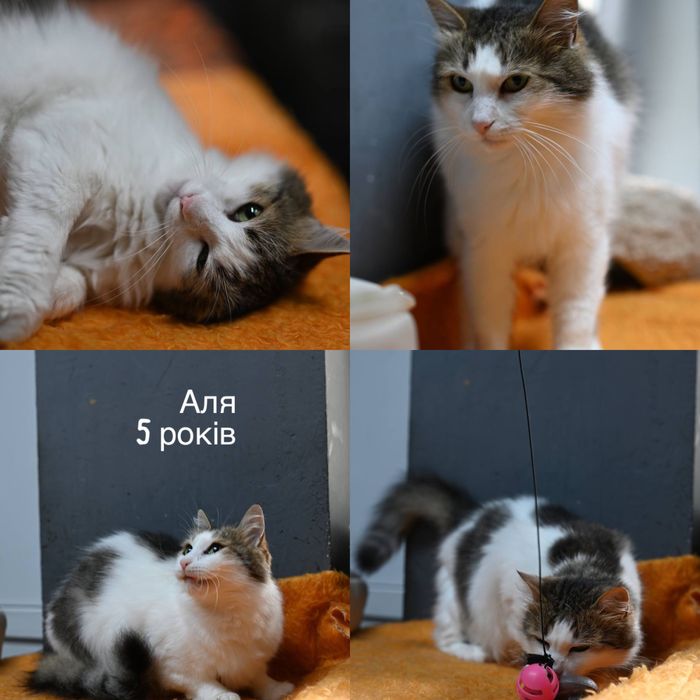 Приезжайте в приют выбирать котика бесплатно