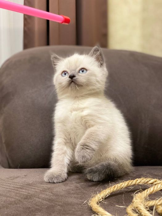 Шотландські кошенята Скоттіш Страйт, Київ