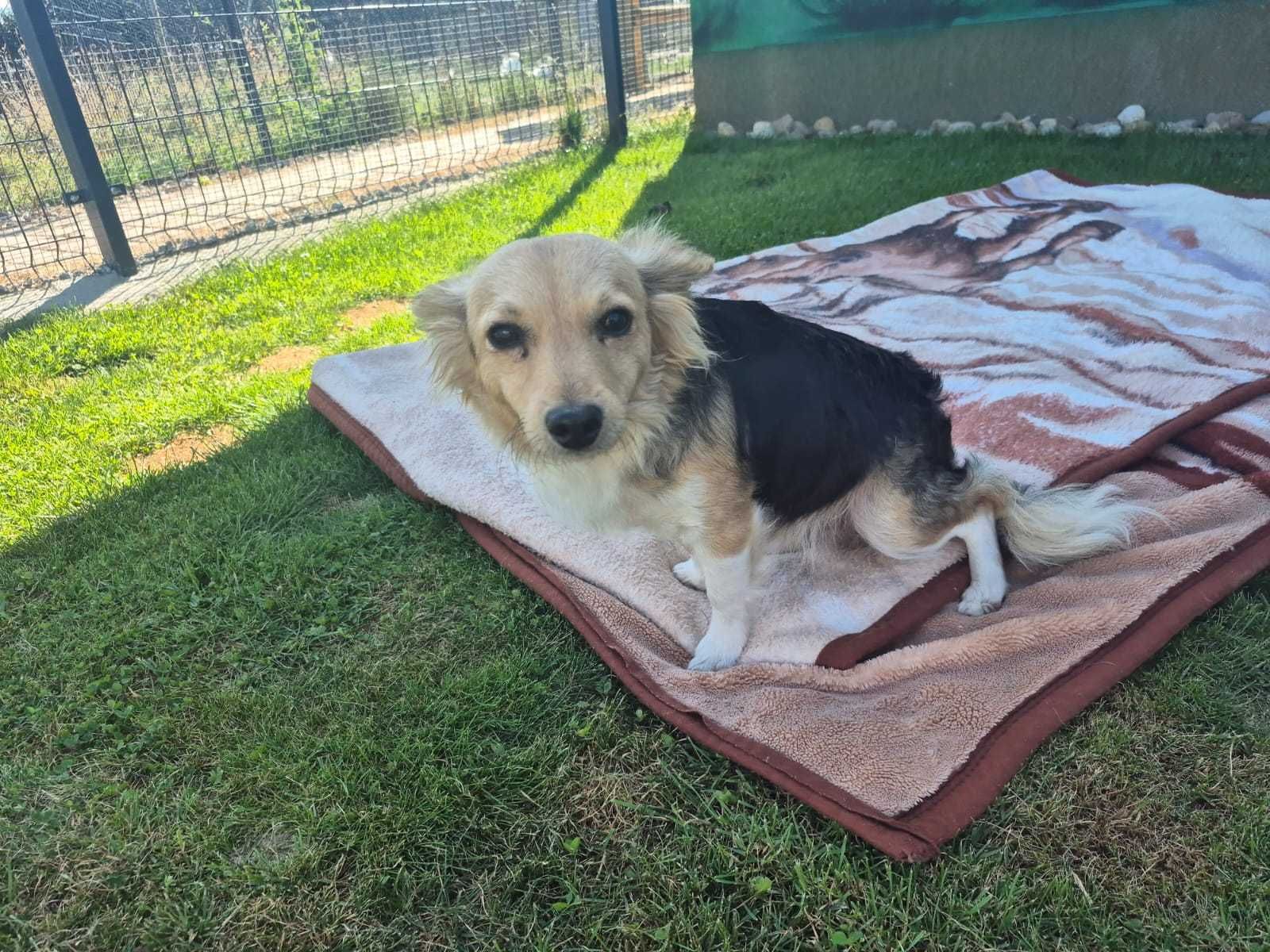 Do adopcji suczka