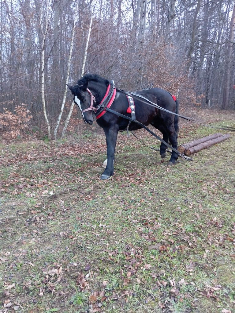 Koń zimnokrwisty