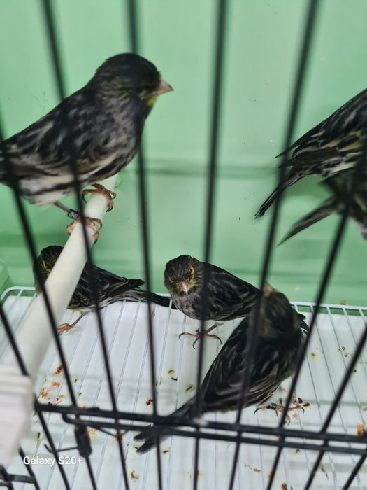 Canários Negros Amarelo Mosaico