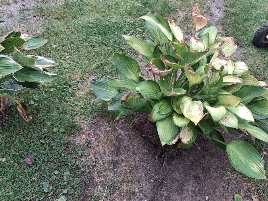 Funkia   Hosta - duże  liście.