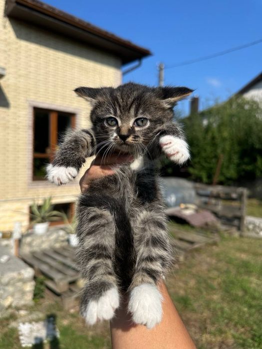 Віддам котика в добрі руки