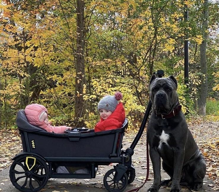 Щеночки Cane corso-сірого окрасу