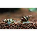 Caracol Helena \ Clea helena