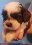 Szczeniak shih tzu