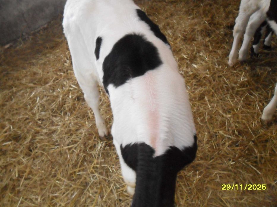 REZERWACJA DO SOBOTY Cielak jałoszka jałówka cieliczka żarłak