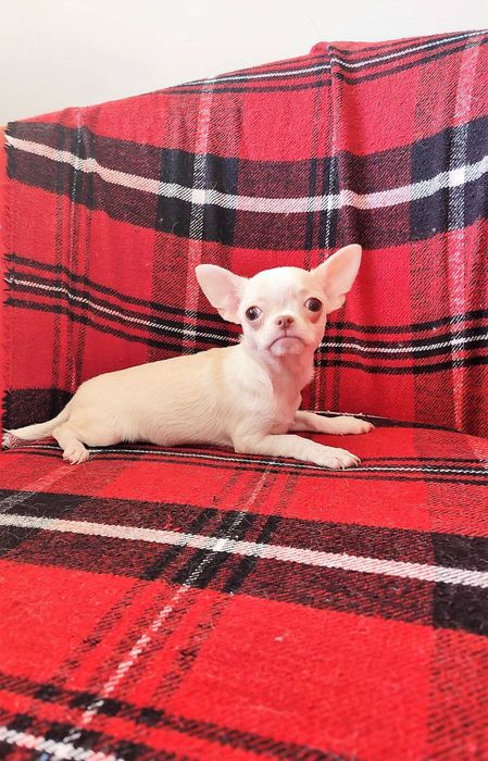 Суперська дівчинка без недоліків