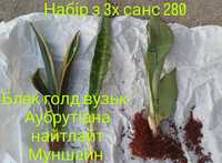 Набори сансевієрій по бюджетній ціні