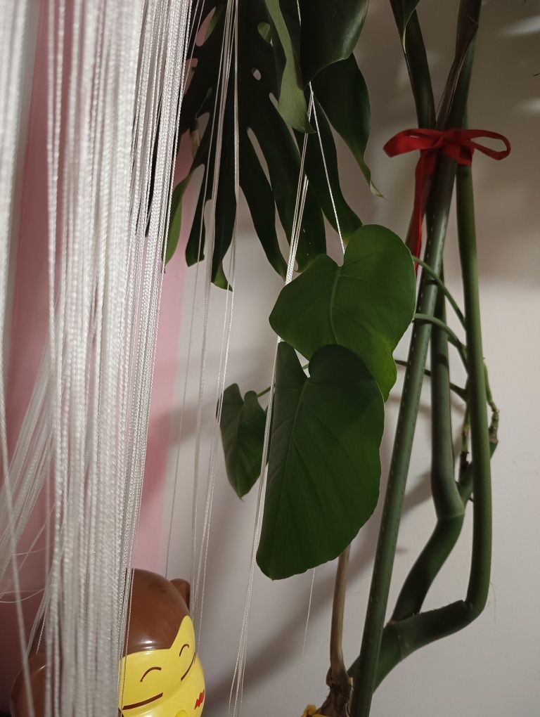 Monstera kwiat domowy 150cm