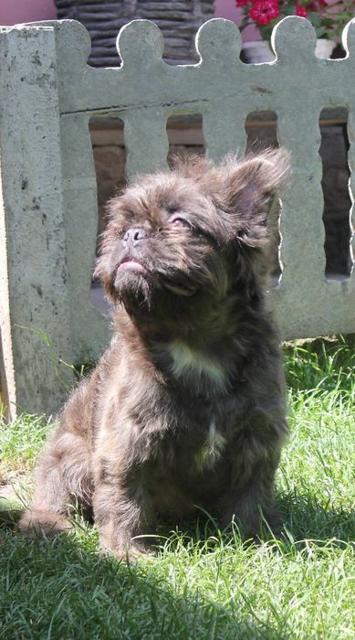 Французький бульдог флудлі