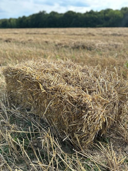 Продам тюки соломи.