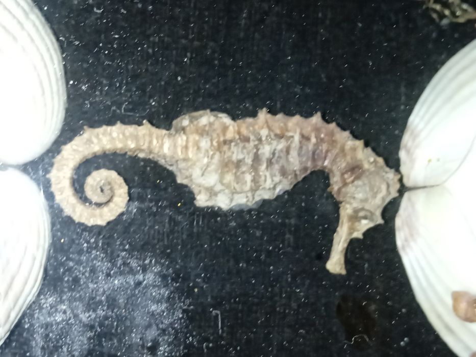 Антикварный коллаж "Море". Одесса 1900.