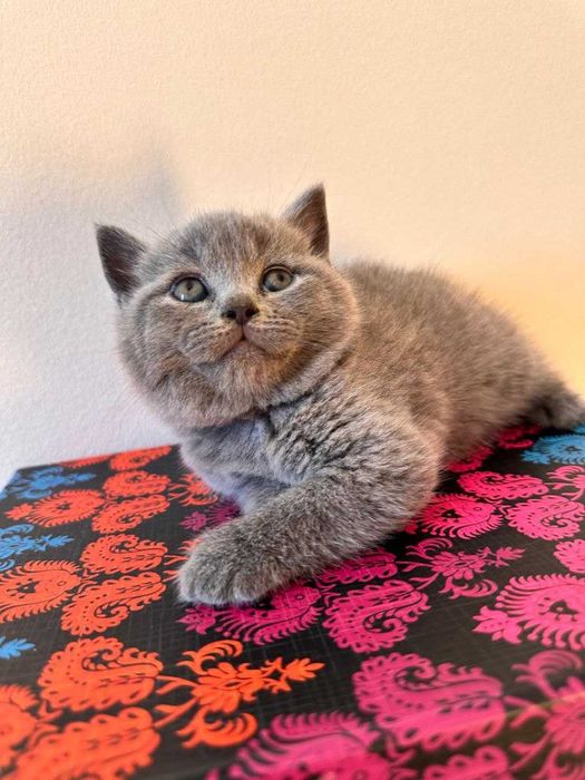 Gatinho carinhoso doméstico macho