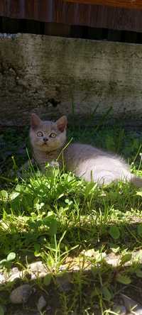 Шотландські котики чистокровні (скотіш фолд) кошенята