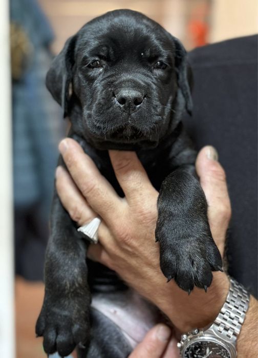 Cane Corso Italiano.